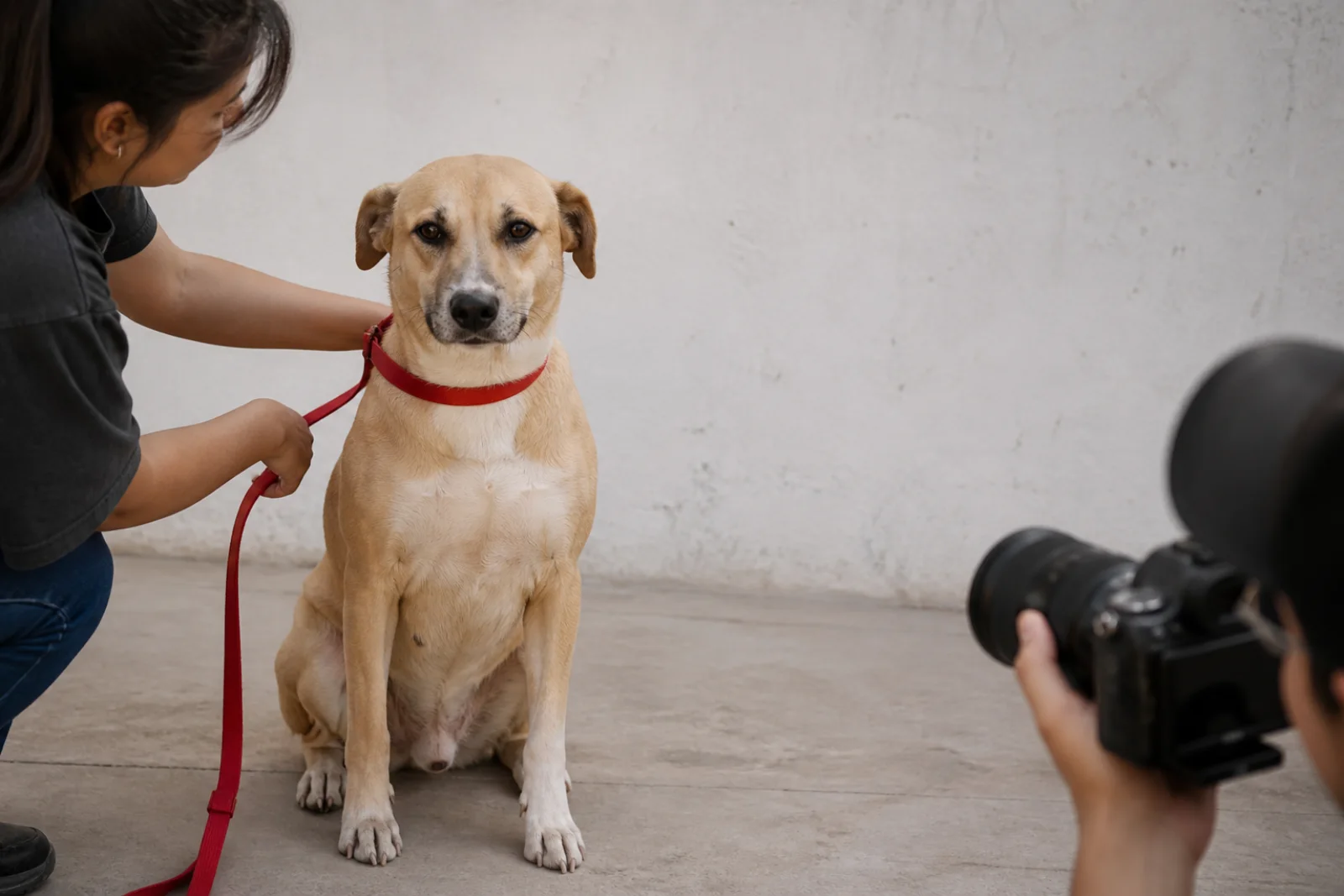 Perro rescatado siendo fotografiado para crear un perfil claro